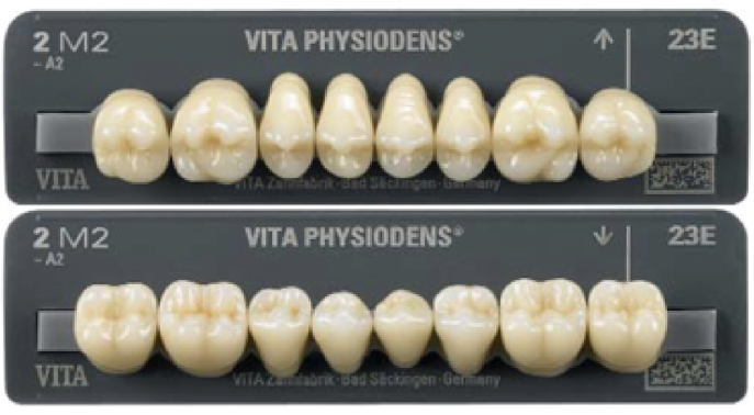 Vita Physiodens 3D | Seitenzähne